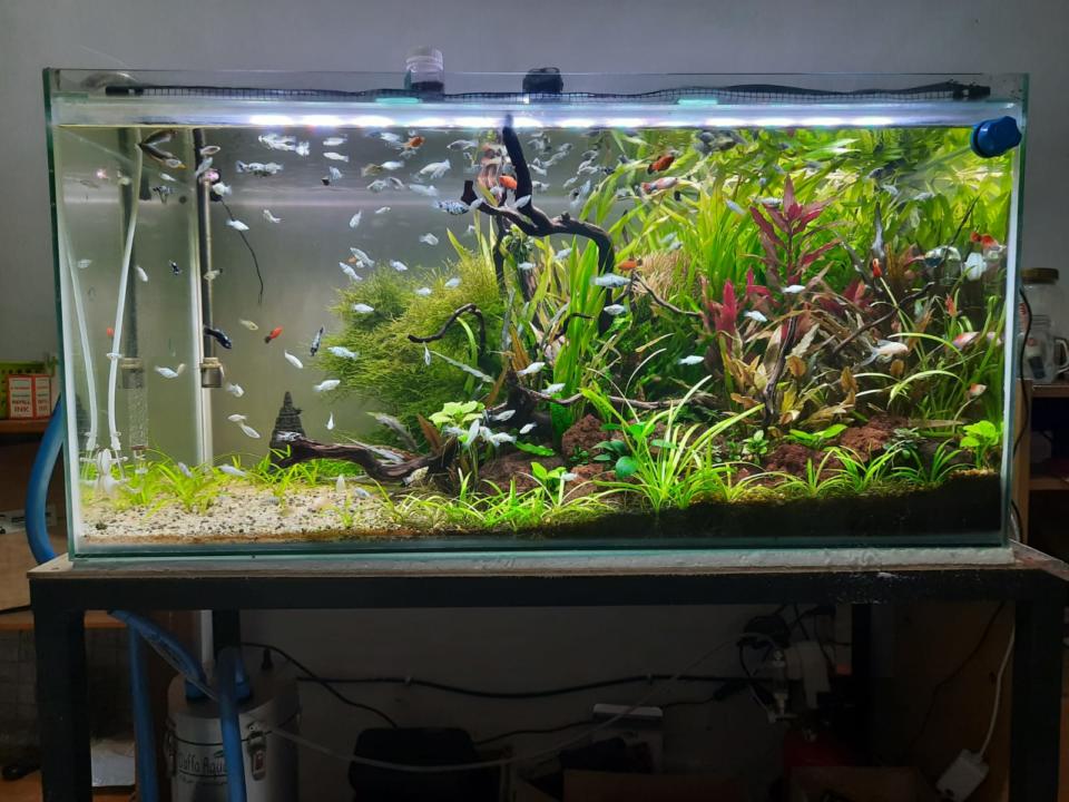 Tutorial Cara Membuat Aquascape Dengan Mudah