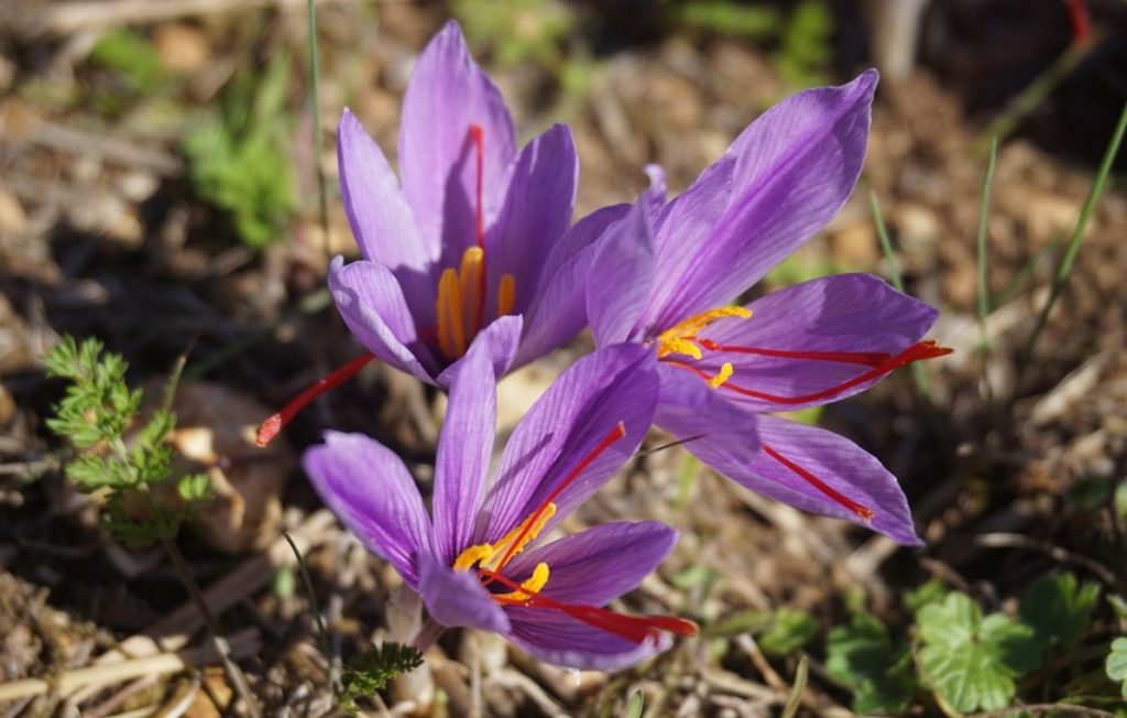 manfaat saffron 3