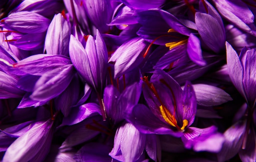 manfaat saffron 1