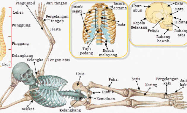 ipa kelas 8