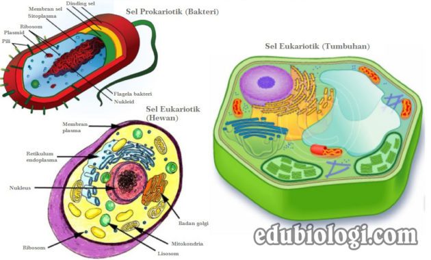 tabel perbedaan sel prokariotik dan eukariotik