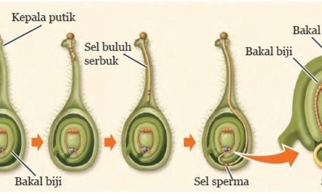 ipa kelas 8
