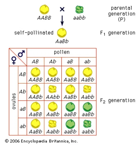 hukum-mendel