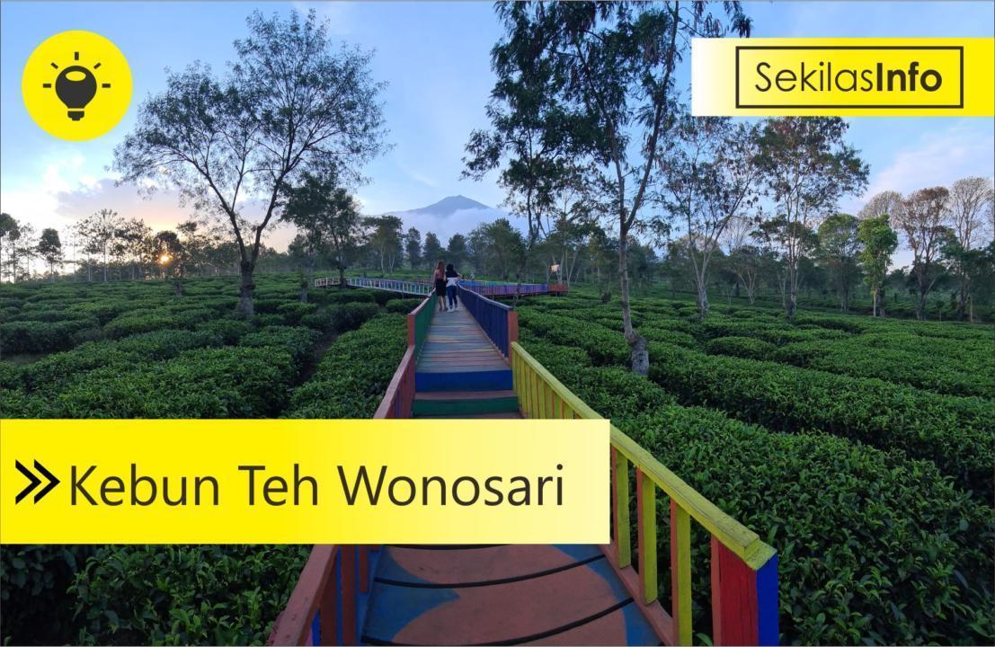 kebun teh wonosari