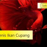 jenis ikan cupang