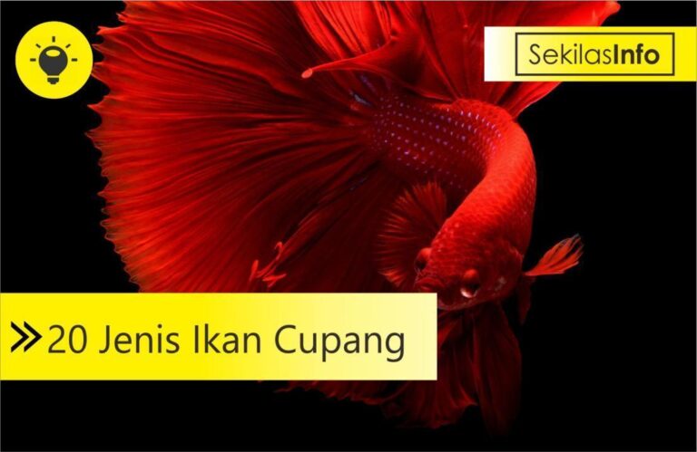jenis ikan cupang