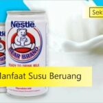 manfaat susu beruang