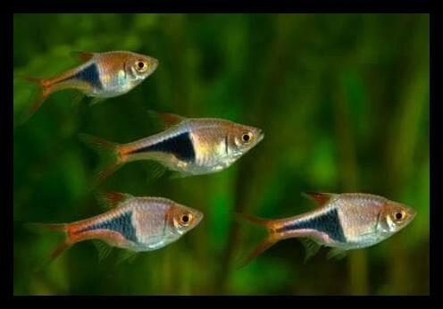 ikan rasbora