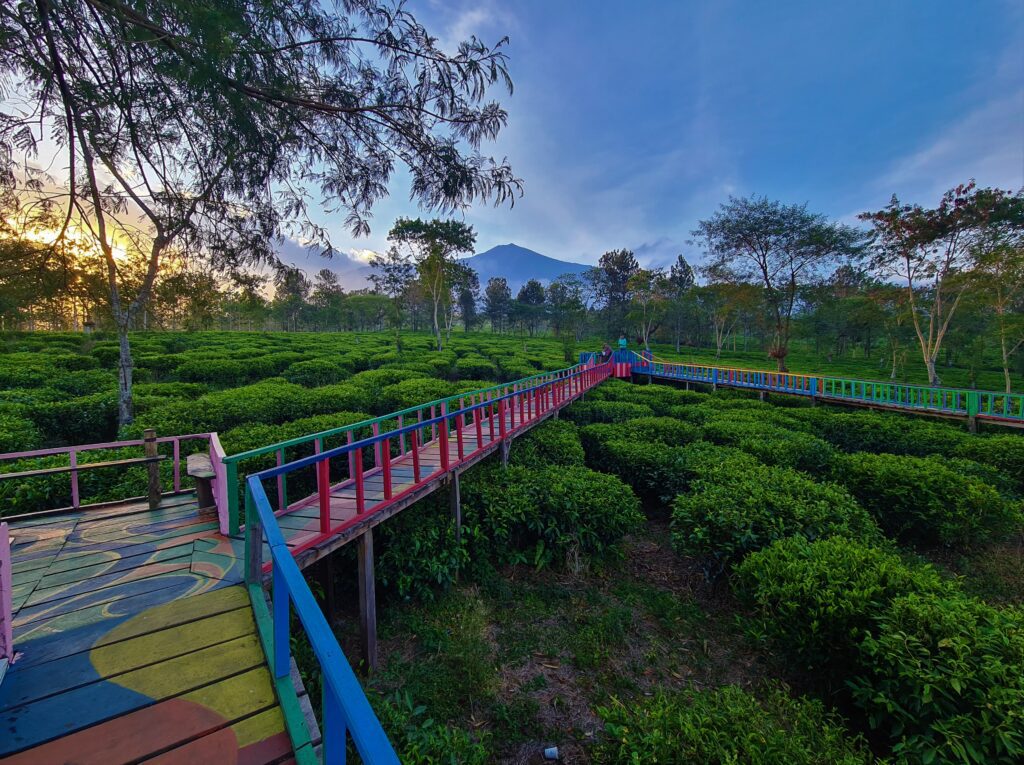 kebun teh wonosari