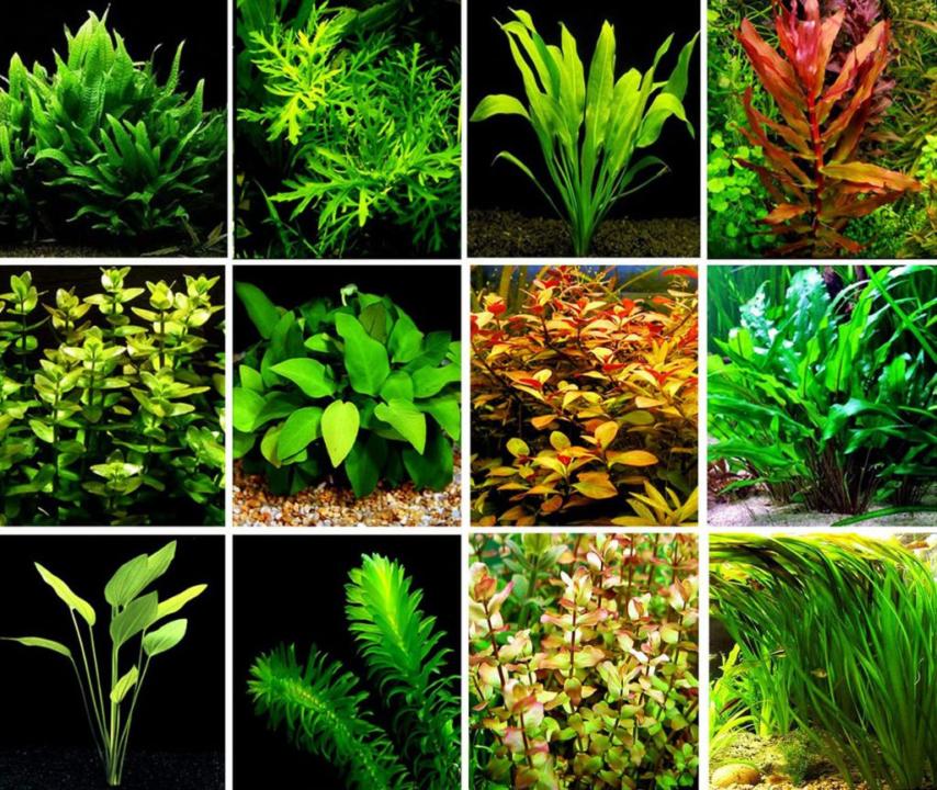 macam-macam jenis tanaman aquascape