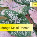 jenis bunga keladi merah