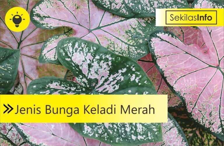 jenis bunga keladi merah