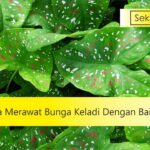 cara merawat bunga keladi dengan baik