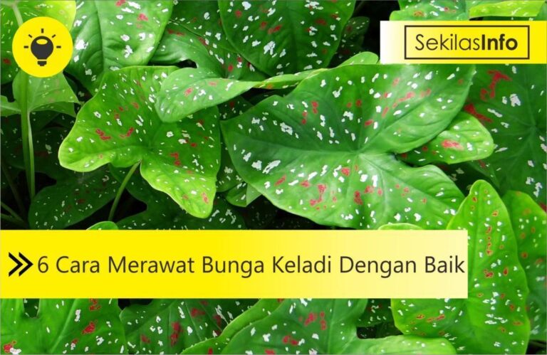 cara merawat bunga keladi dengan baik