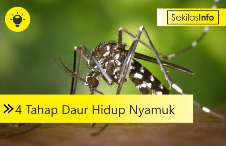 daur hidup nyamuk