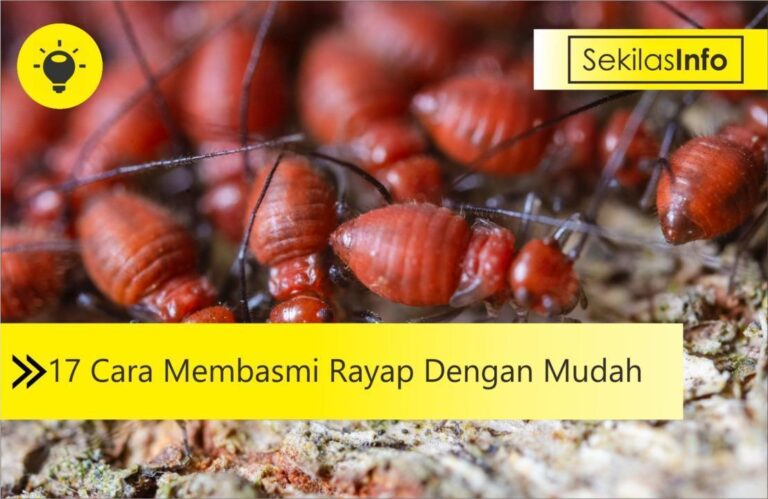 17 cara membasmi rayap