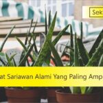 10 obat sariawan alami