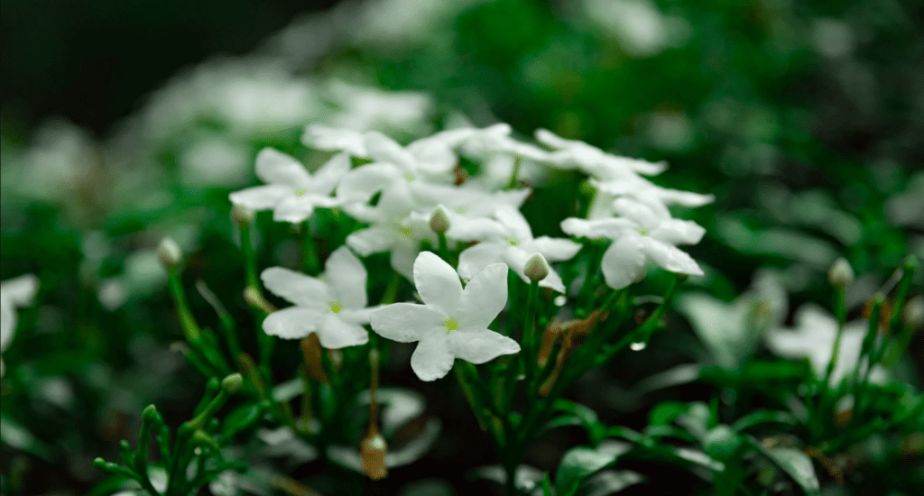 jenis bunga jasmine