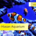 ide hiasan aquarium