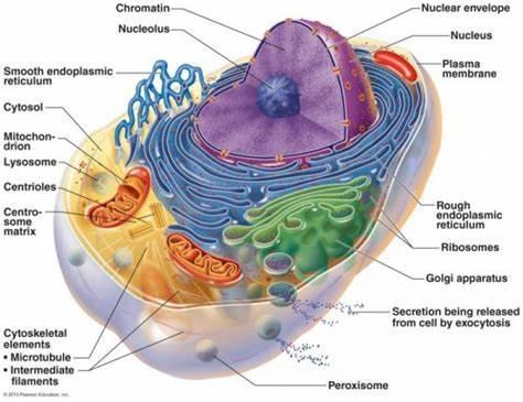 fungsi organel sel tumbuhan