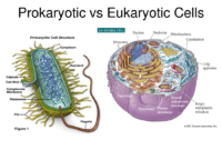 tabel perbedaan sel prokariotik dan eukariotik