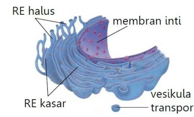 fungsi organel sel tumbuhan