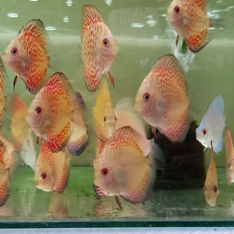 Parameter Air untuk Akuarium ikan Discus