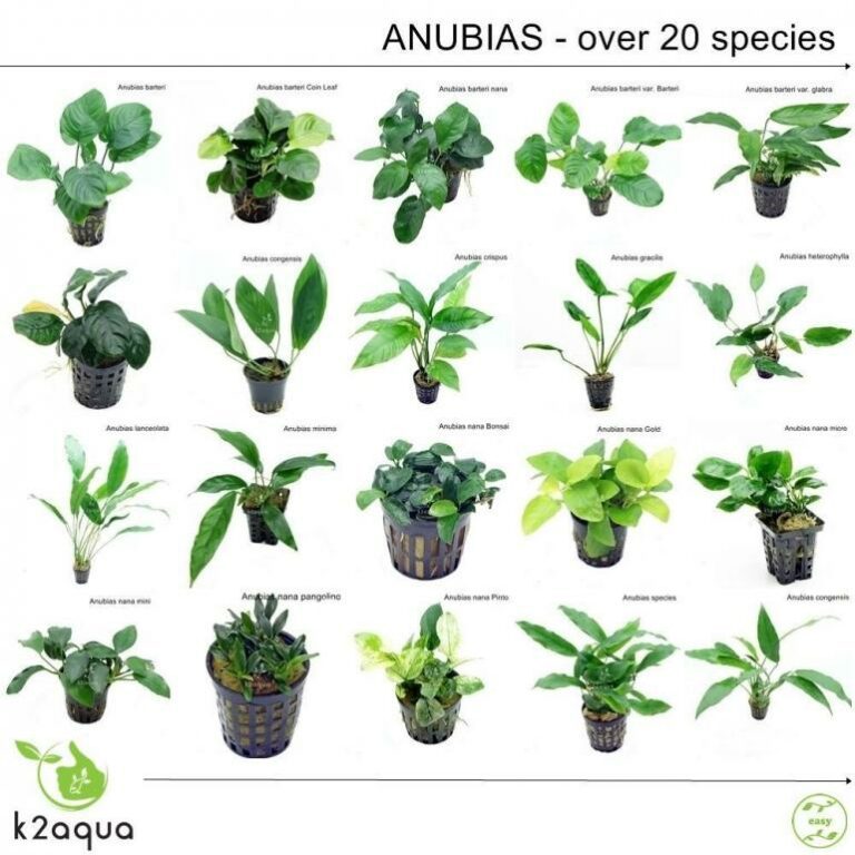 Tanaman Anubias, Tanaman Hias Favorit untuk Aquascape Anda