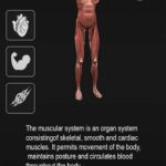 Review Aplikasi body visualizer apk: Fitur, Tips, Cara Penggunaan &